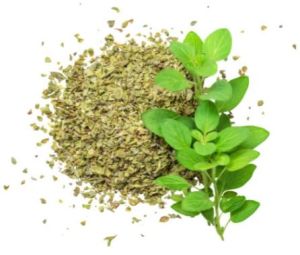 Fresh Oregano Leaves