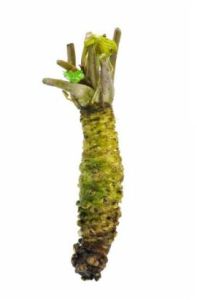 Fresh Wasabi