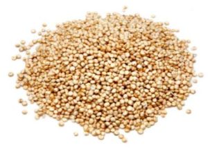 Quinoa Seeds