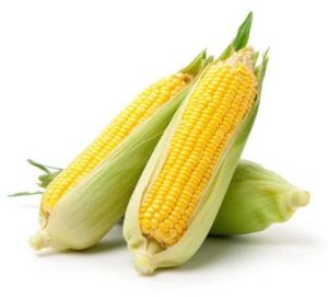 Yellow Corn