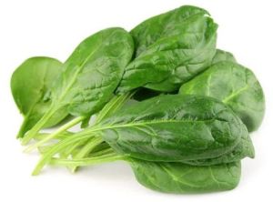 Fresh Green Spinach Leaves