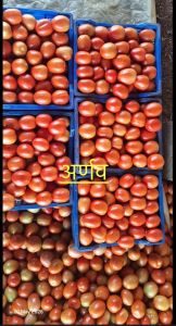 Premium Fresh Red Tomatoes