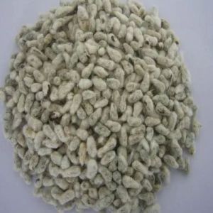 Cotton Seeds
