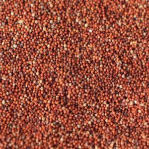 Finger Millet Seeds Finger Millet Seeds