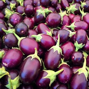 Fresh Brinjal Fresh Brinjal