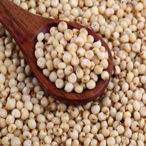 Sorghum Seeds Sorghum Seeds