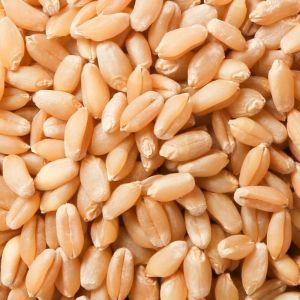 Wheat Seeds Wheat Seeds