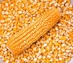 Dry Mature Maize