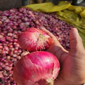 Fresh Nashik Red Onion