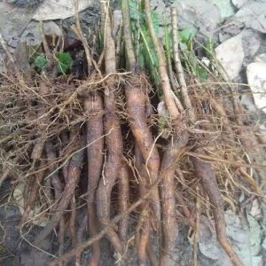 45cm Teak Root Shoot Stumps