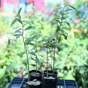 60cm Agarwood Tree Plant