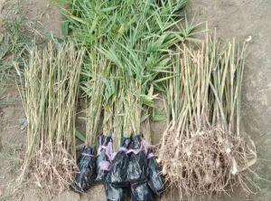 Bamboo Rhizomes Plant