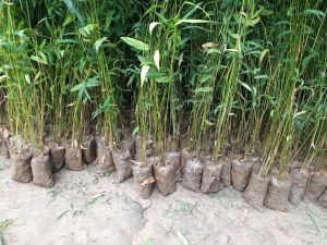 Bamboo Sticks Plant