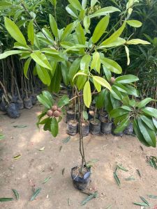 Chiku Fruit Plant