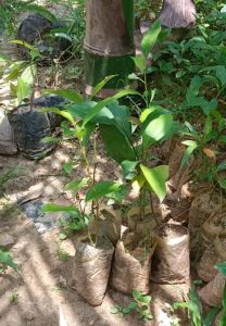 Clove Live Plant