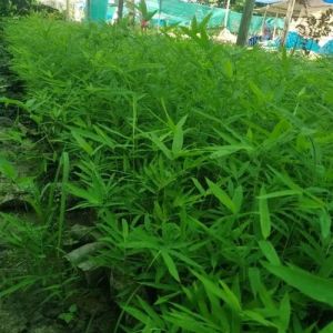 Green Bamboo Plant