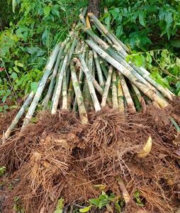 Green Bamboo Rhizomes Plant
