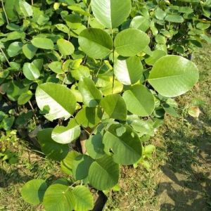 Green Sandalwood Plant
