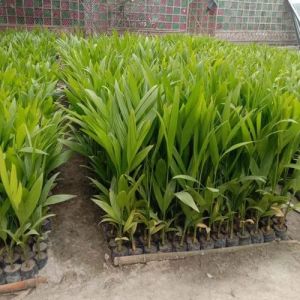 Hybrid Arecanut Plant