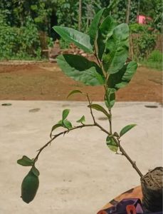 Kagzi Lemon Fruit Plant