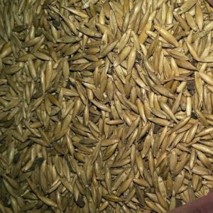 Loose Bamboo Seeds