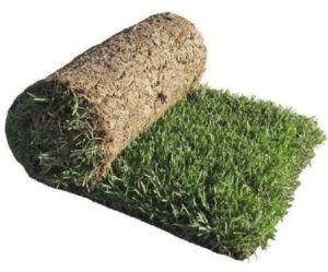 Natural Carpet Grass
