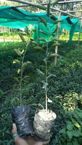 Orange Fruit Plant