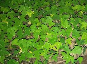 Papaya Fruit Plant