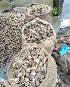 Sagaratali Betel Nut Plant