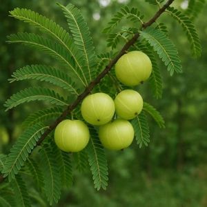 Triphala Herbal Fruit Plant