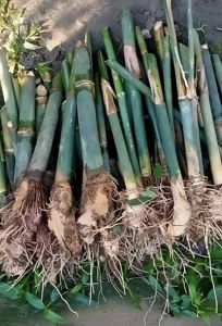 Tulda Bamboo Plant