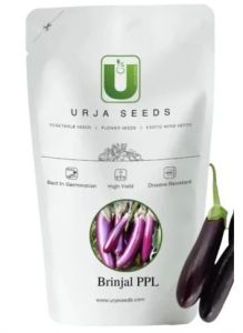 Urja Brinjal Pusa Purple Long Seeds