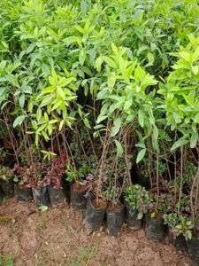 White Sandalwood Plant