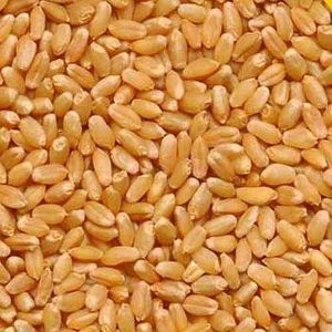Pure Wheat Grain