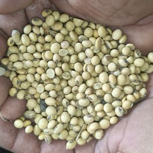 Soybean Seeds