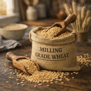 Milling Grade Wheat Grain