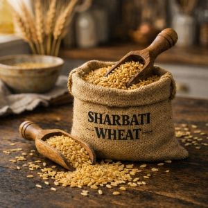 Sharbati Wheat Grain
