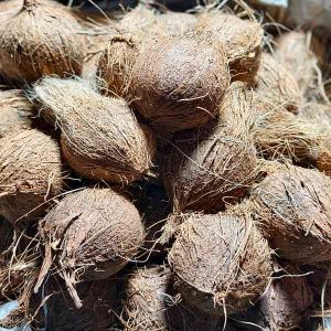 Farm Fresh Semi Husked Coconut