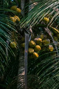 Natural Green Tender Coconut