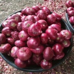 Fresh Pink Onion