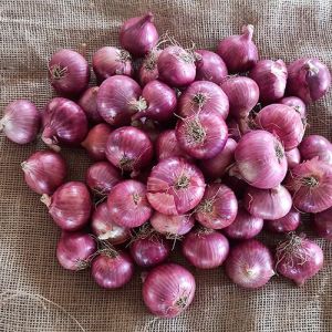 Fresh Nashik Onion