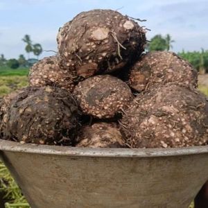 Fresh Elephant Yam Fresh Elephant Yam