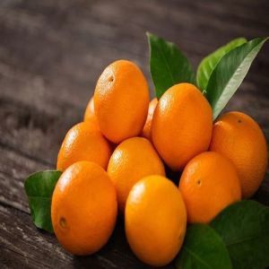 Fresh Orange Fresh Orange