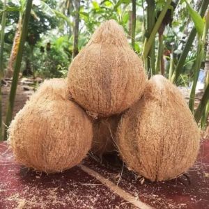 Semi Husked Coconut