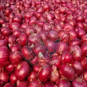 Fresh Red Onion