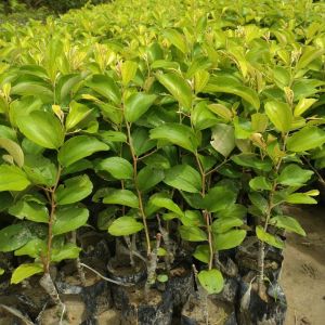 Apple Ber Plants