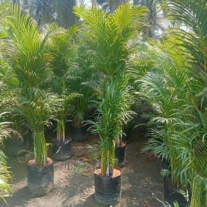 Areca Palm Plants