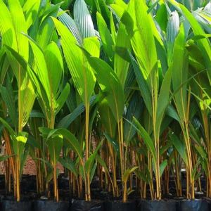 Dwarf Coconut Plants