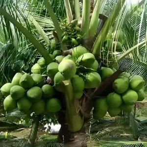 Dwarf Coconut Plants