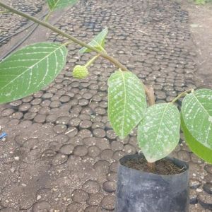 Grafted Custard Apple Plants